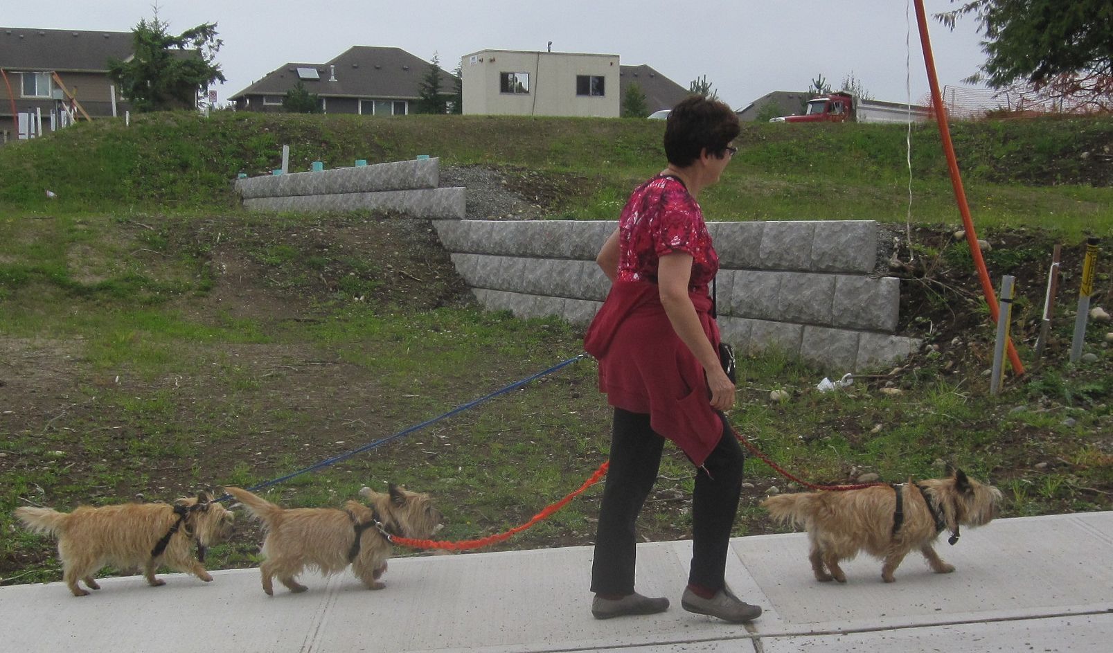 Mar_Walking_3_dogs_with_lots_of_space