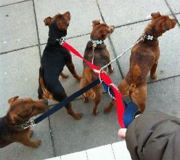Z_Walking_4_dogs_all_tangled_up