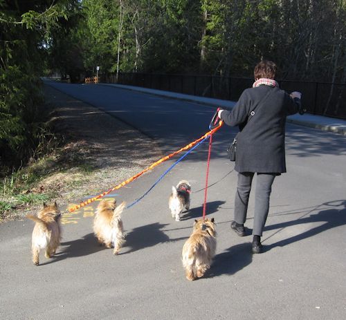 Z_Walking_4_dogs_at_once_2