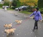 Walking 3 dogs at once